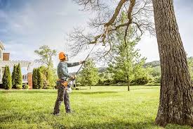 Best Palm Tree Trimming  in Greer, SC