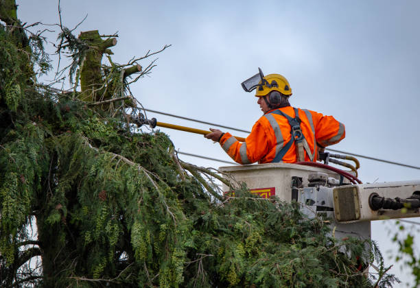 Best Tree Cabling and Bracing  in Greer, SC