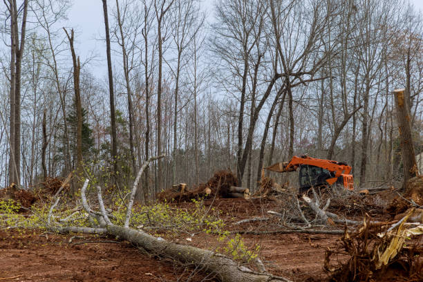 Best Tree and Shrub Care  in Greer, SC