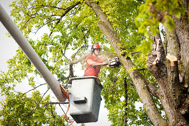 Professional Tree Services in Greer, SC